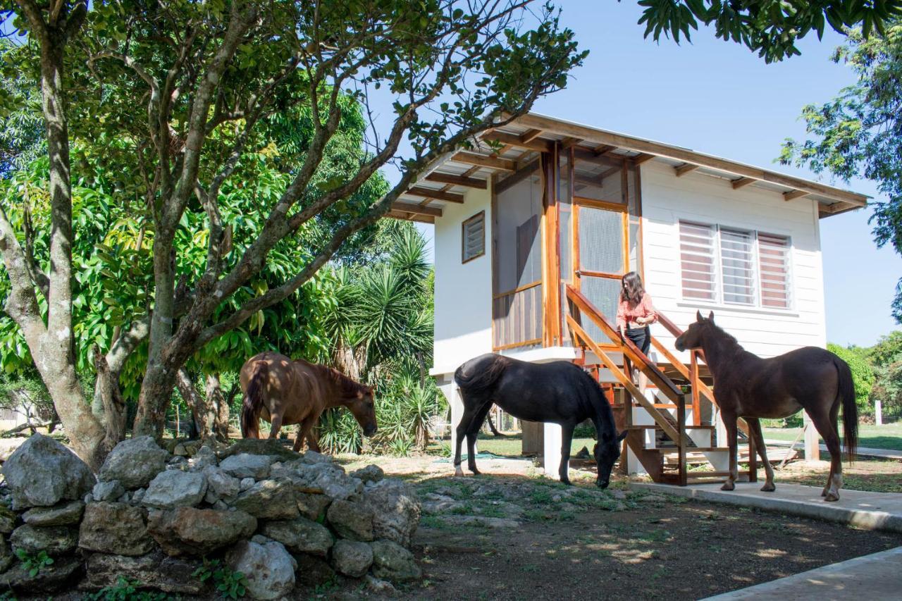 Horse Cottage Sarteneja エクステリア 写真