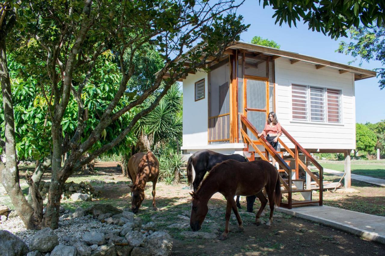Horse Cottage Sarteneja エクステリア 写真