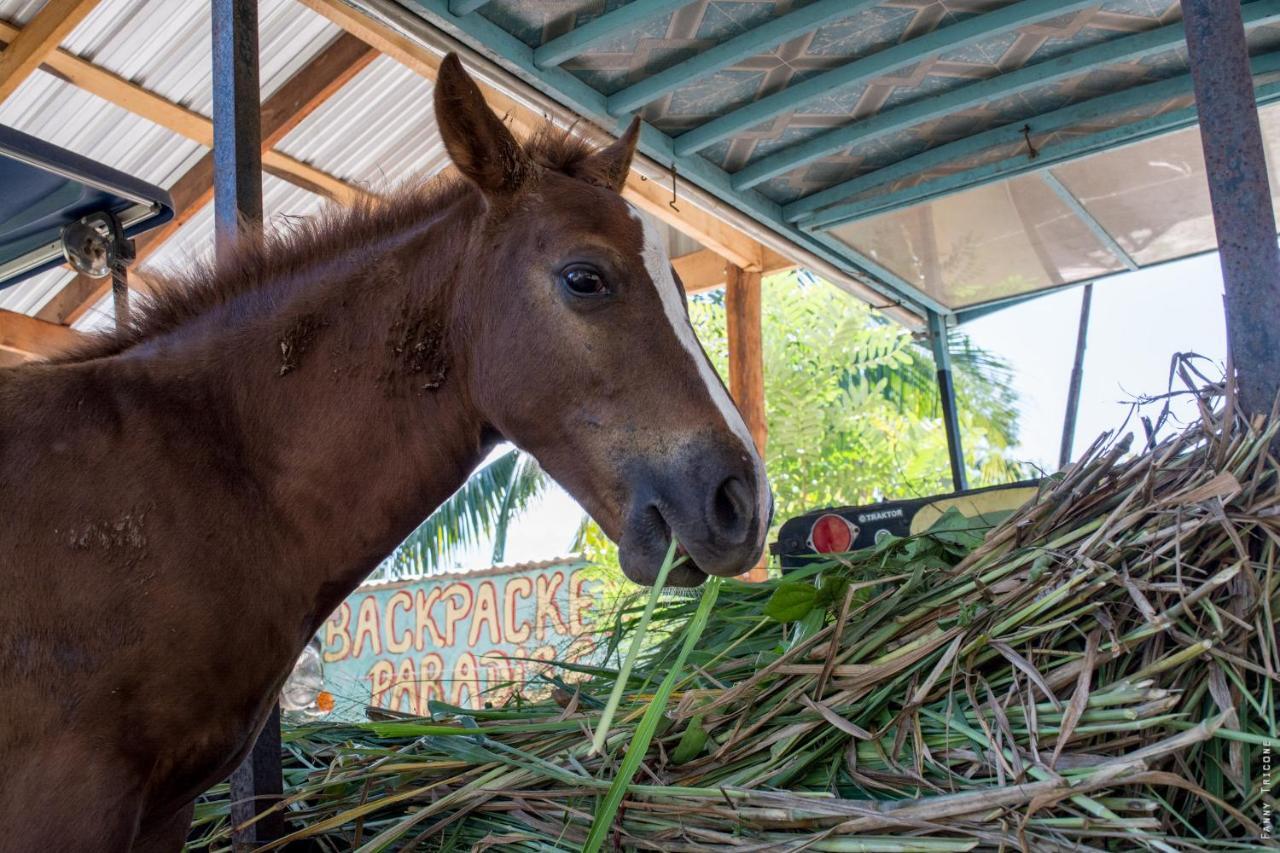 Horse Cottage Sarteneja エクステリア 写真