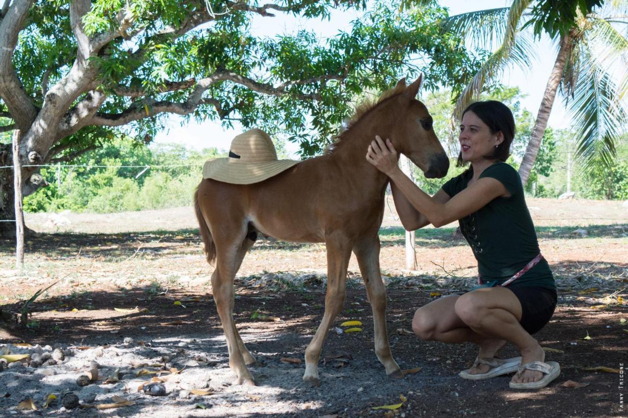 Horse Cottage Sarteneja エクステリア 写真