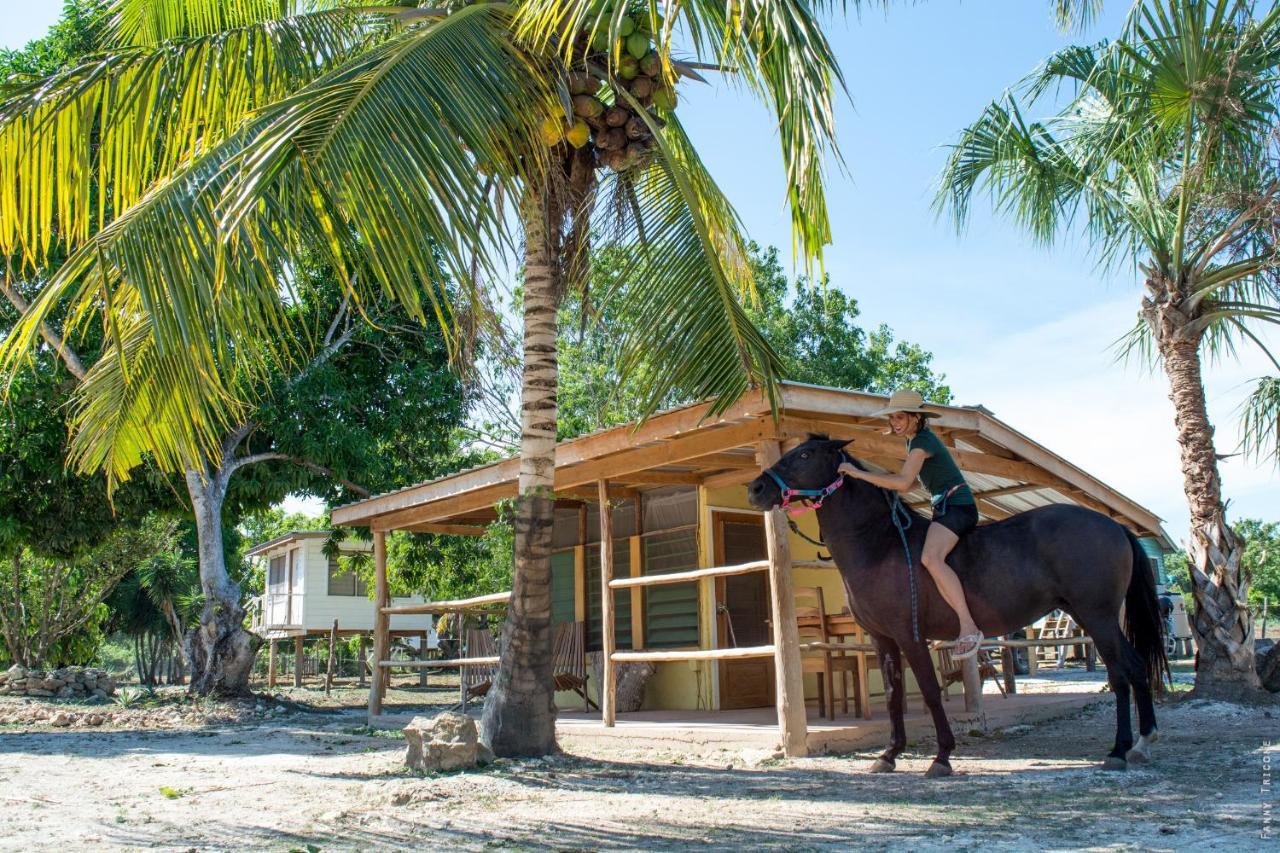 Horse Cottage Sarteneja エクステリア 写真